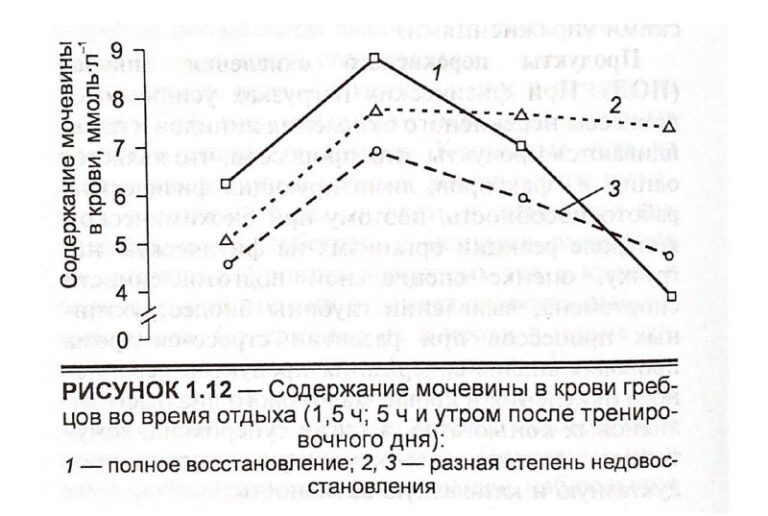 Уровень мочевины при перетренированности: простой способ контроля восстановления