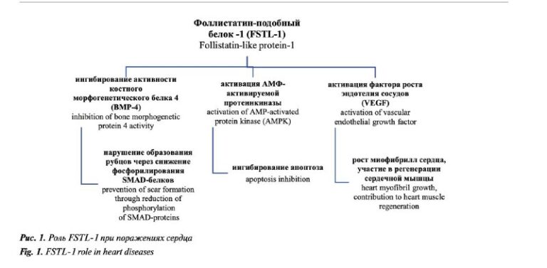 Фоллистатин anti-age: правда о регенерации и биохакерских трендах