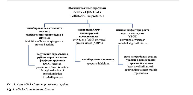 Фоллистатин anti-age: правда о регенерации и биохакерских трендах