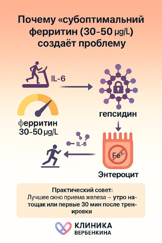 Как правильно принимать железо при тренировках: роль ферритина и гепсидина